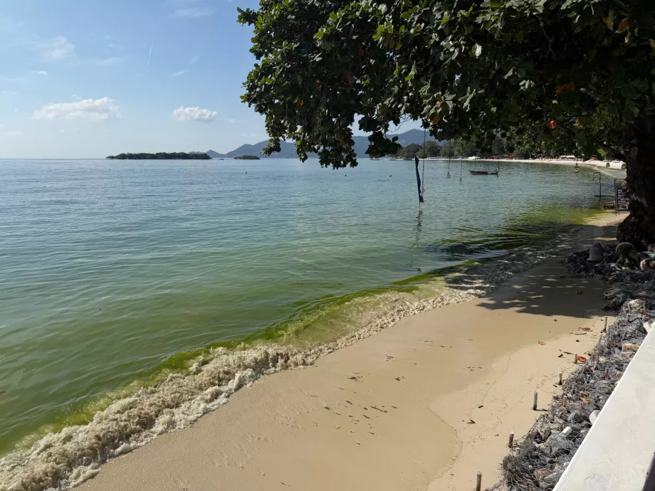 Hotel beach full of algae