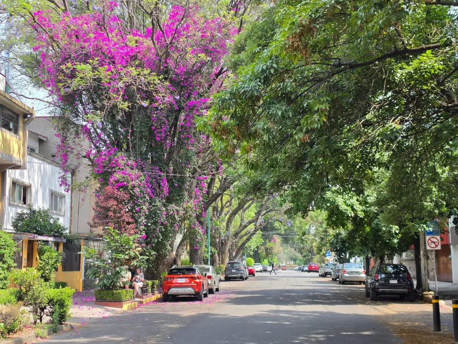 District of Coyoacán