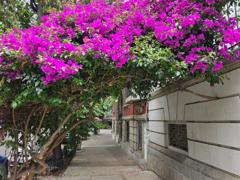 Streets of Roma Norte