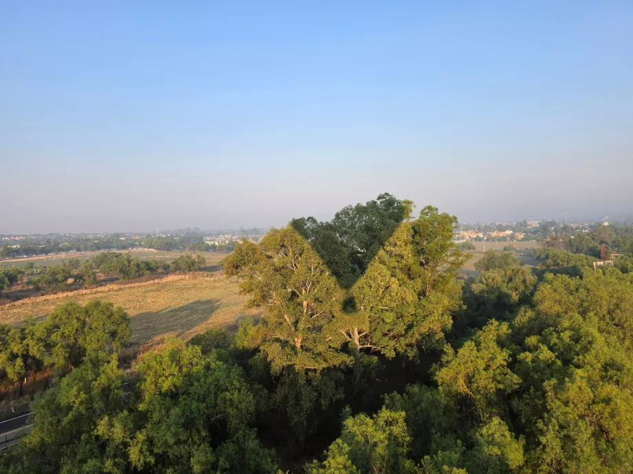 Flight on treetops