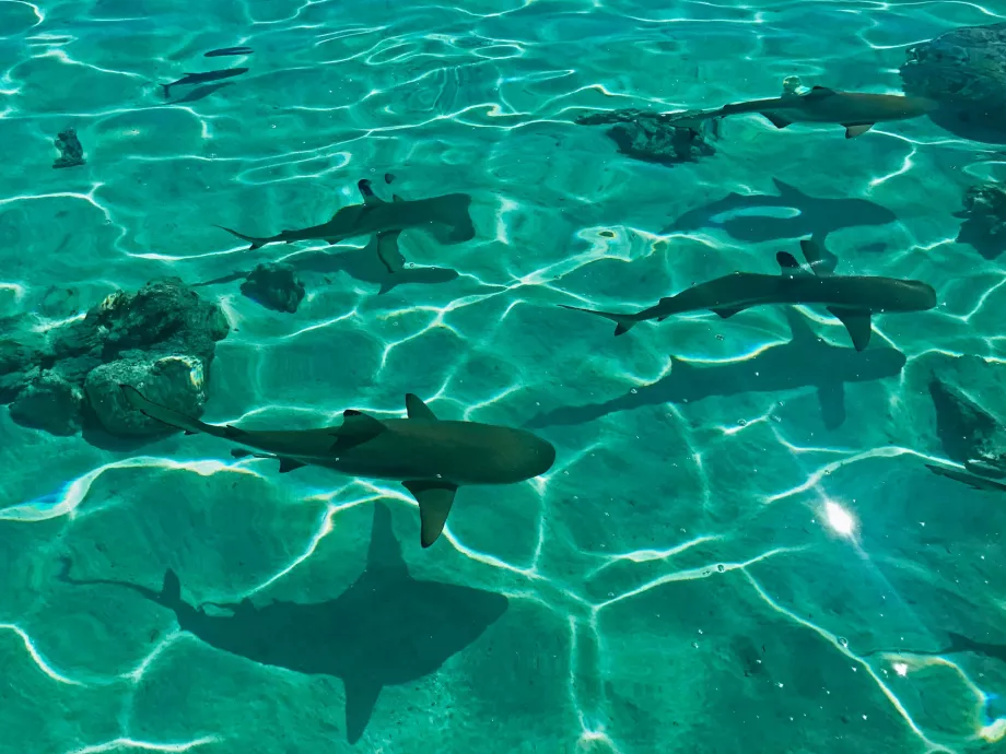 Shark Bay Sal All You Need To Know