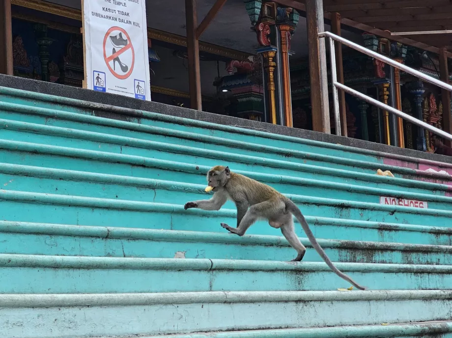 Monkeys in Batu Caves