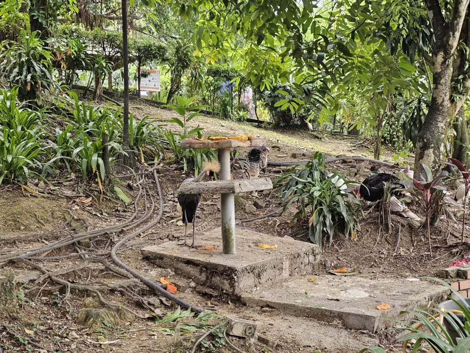 Bird Park