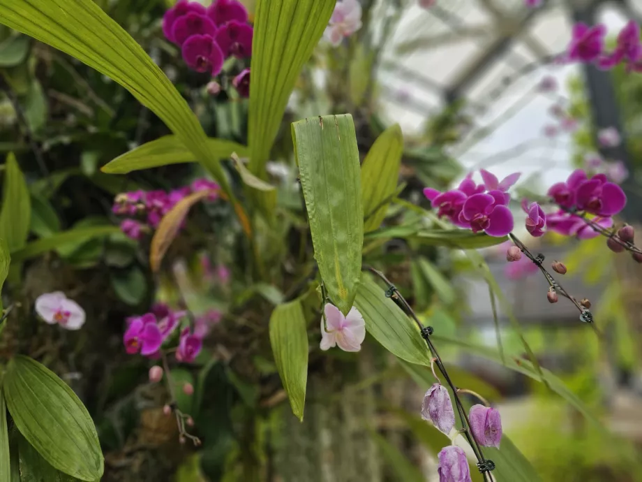 Orchid garden