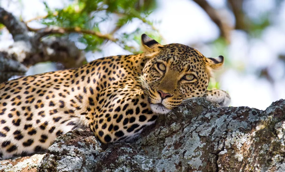 Tanzania