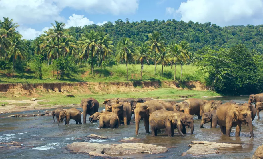 Pinnawala