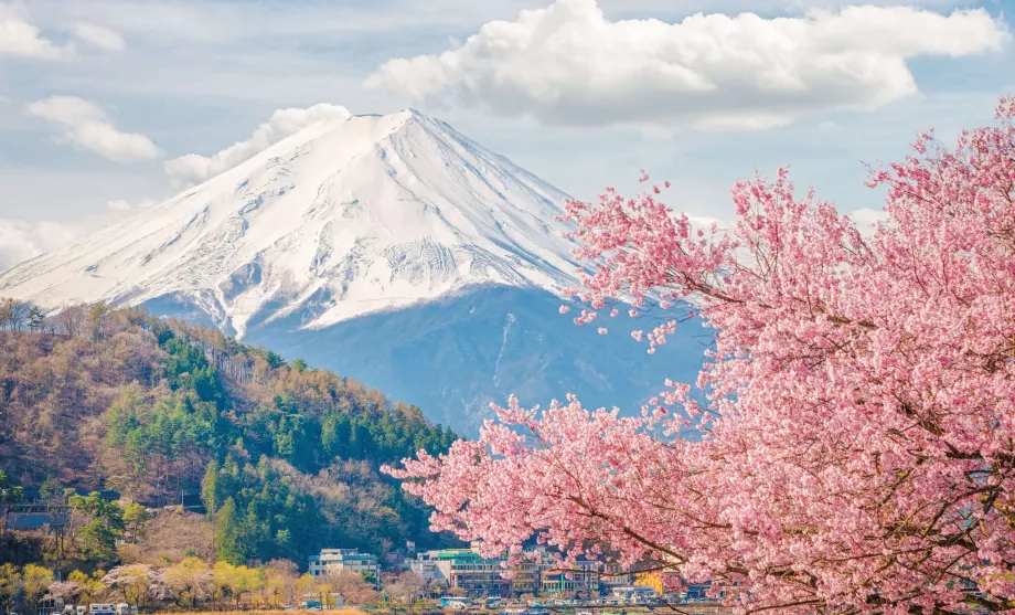 Fuji and sakura