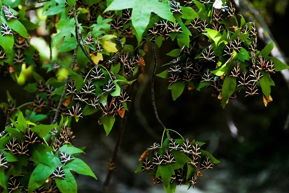 Valley of butterflies