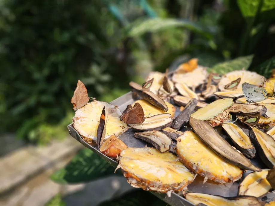 Butterfly Park