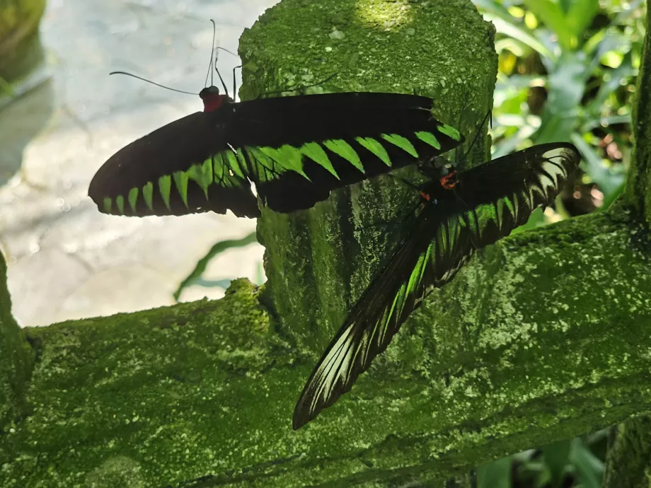 Butterfly Park