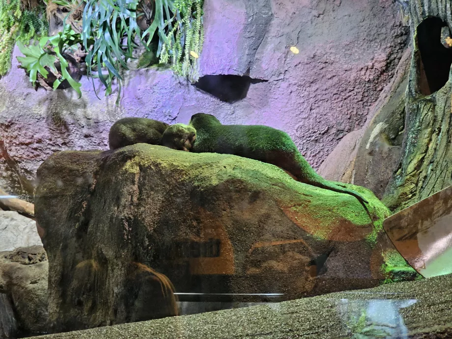 Aquaria