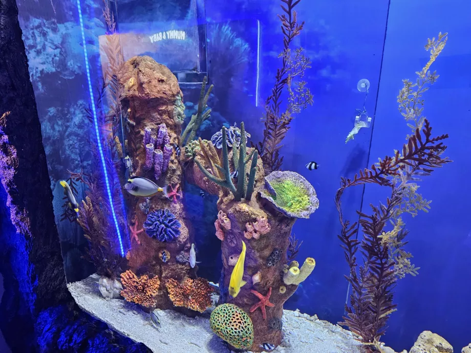 Aquaria
