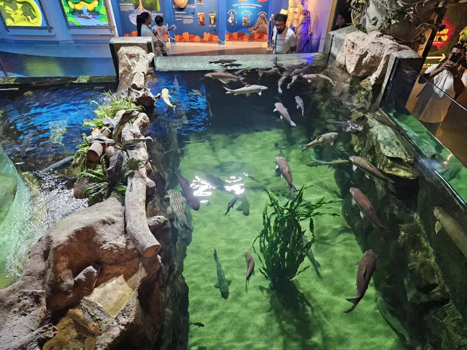 Aquaria