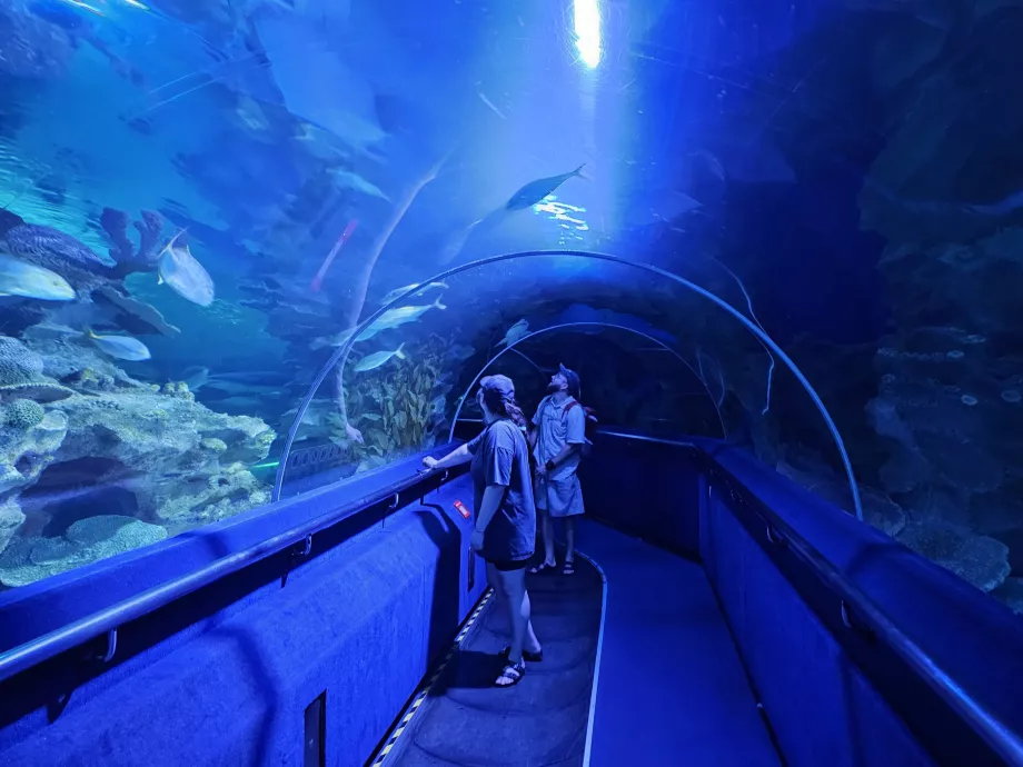 Underwater tunnel, Aquaria
