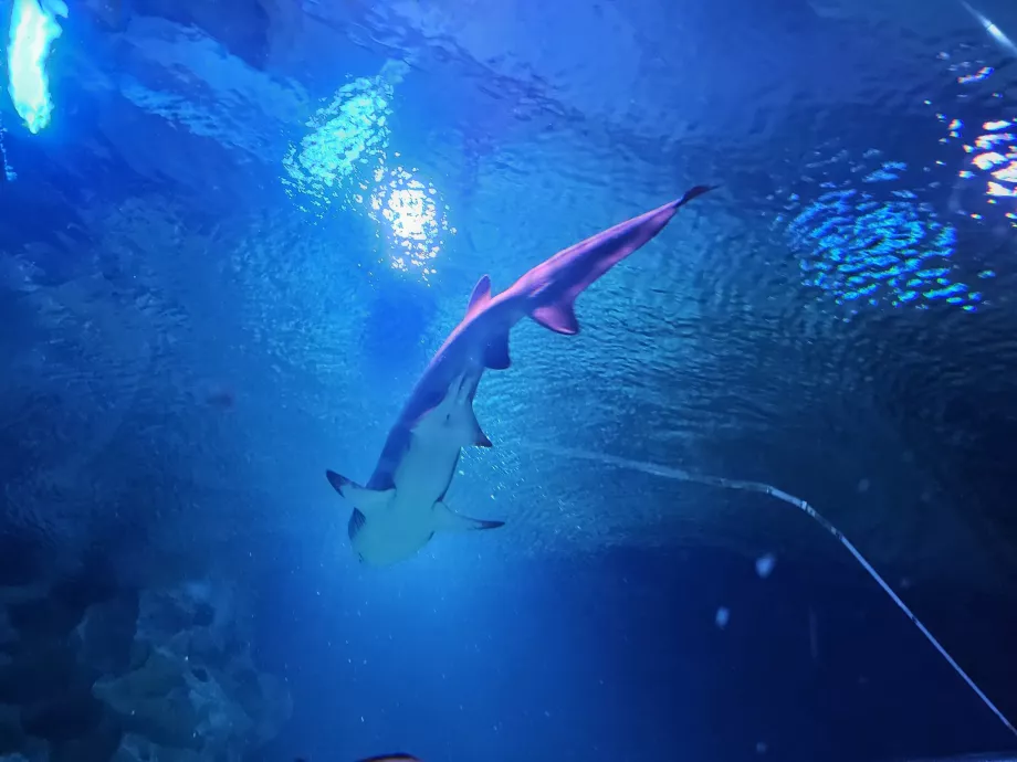 Shark in Aquaria