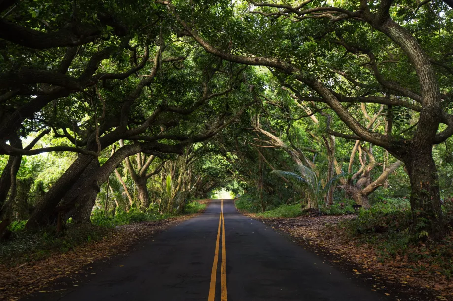 Forest on the Road to Hana