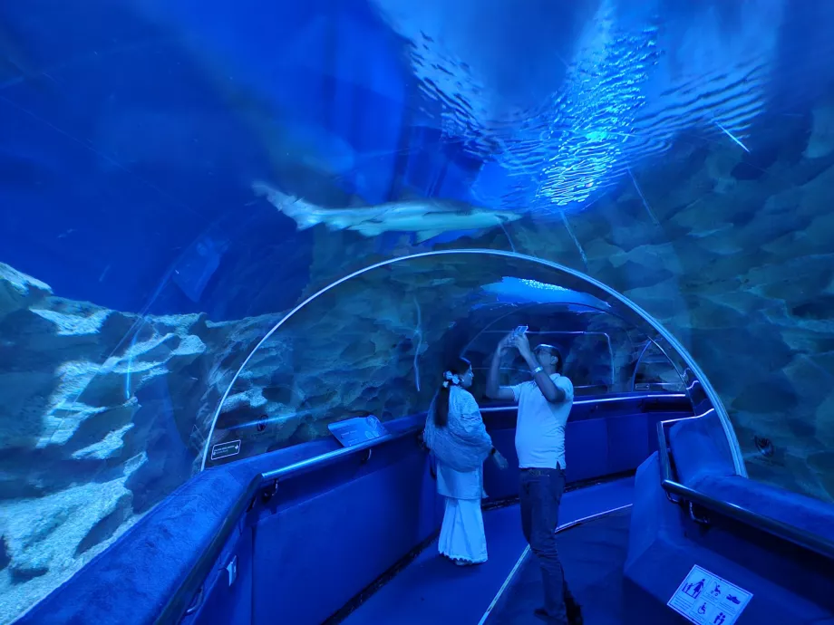 Shark in Aquaria