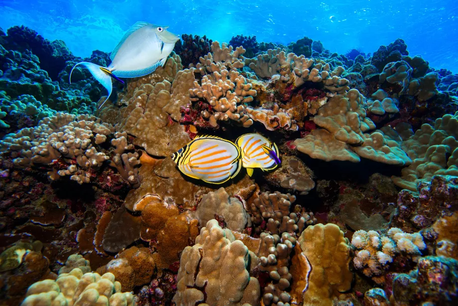 The underwater world of Molokini