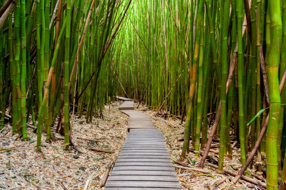 Bamboo Forest
