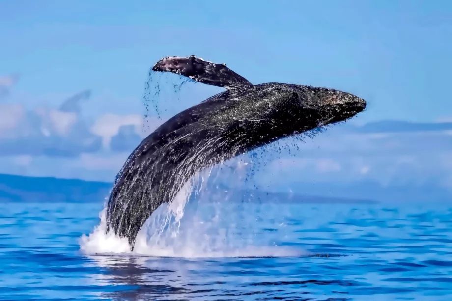 Maui whales