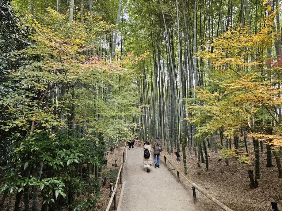 Kodai-ji Temple, bamboo forest
