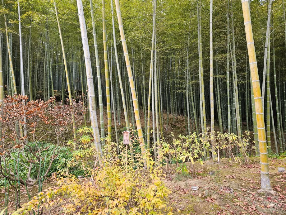 Arashiyama Bamboo Forest
