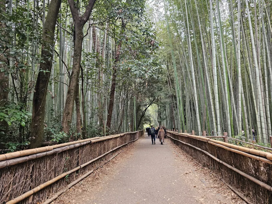 Arashiyama Bamboo Forest