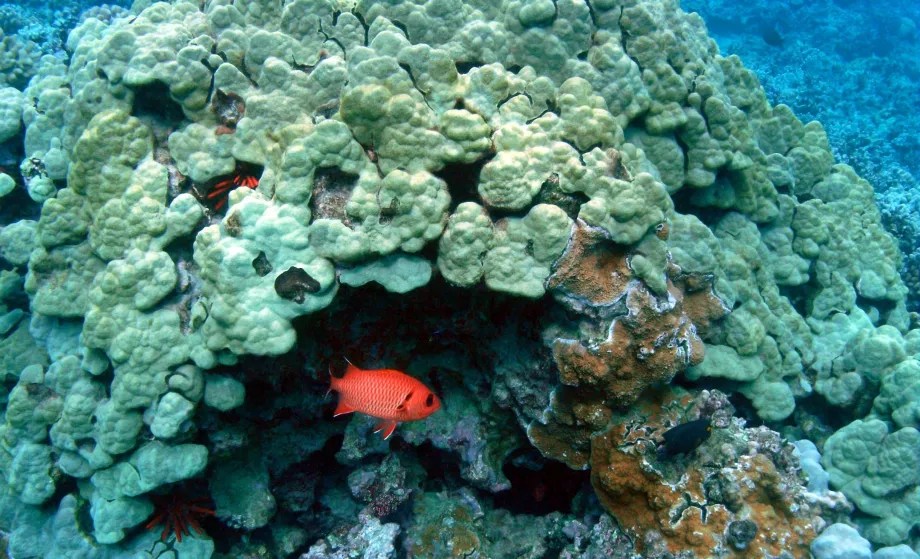 Honolua snorkeling