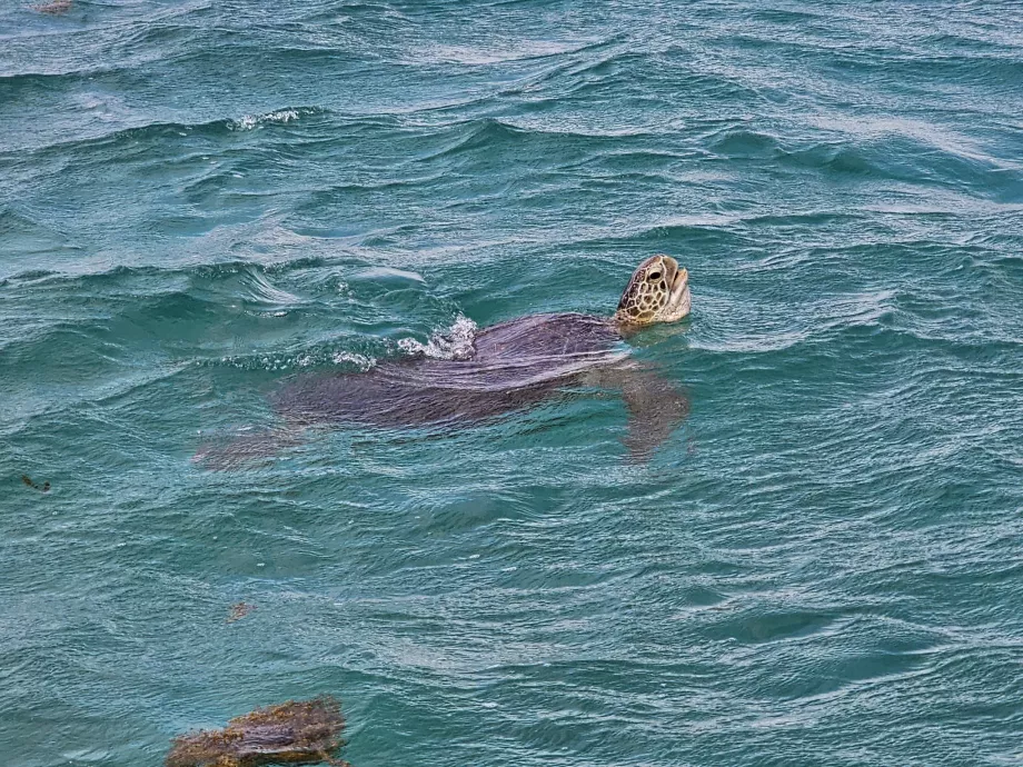 Turtle during the cruise
