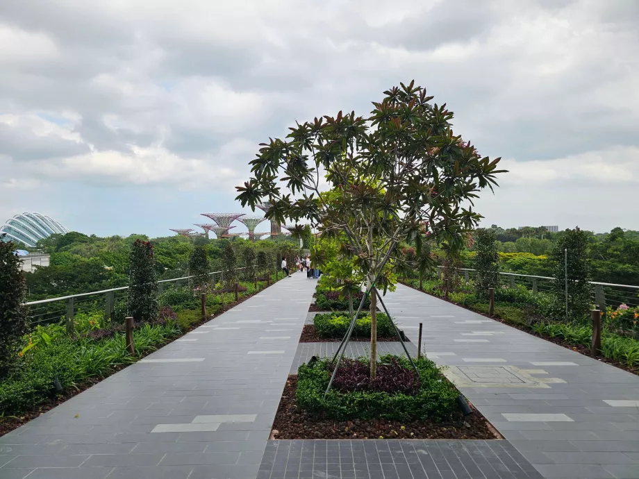 Walking route to Gardens by the Bay