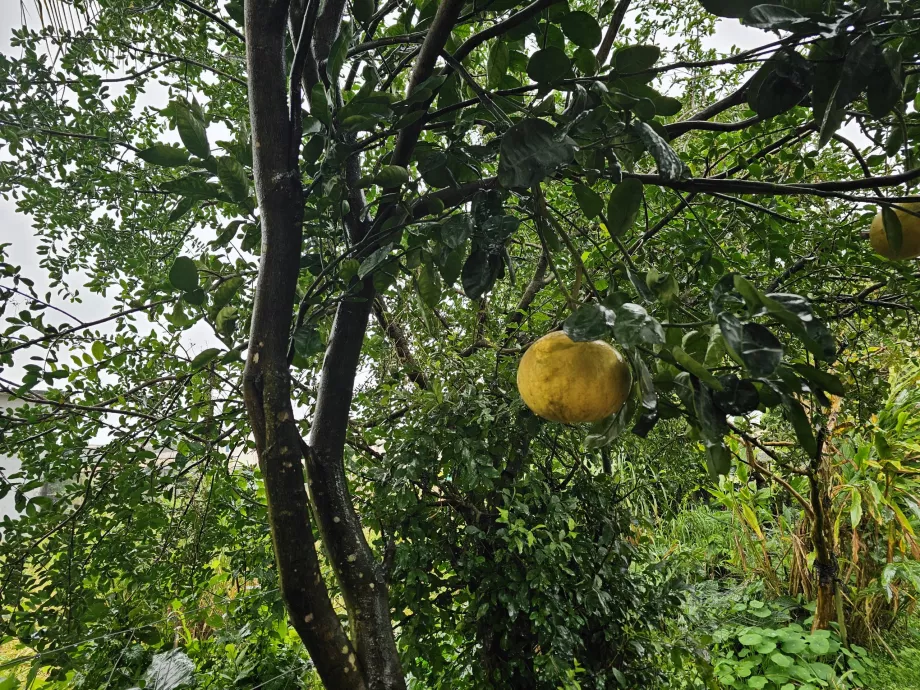 Plantation Vanille