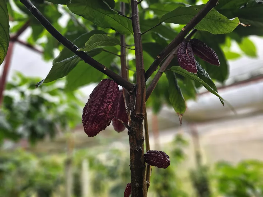 Cocoa, Plantation Vanille