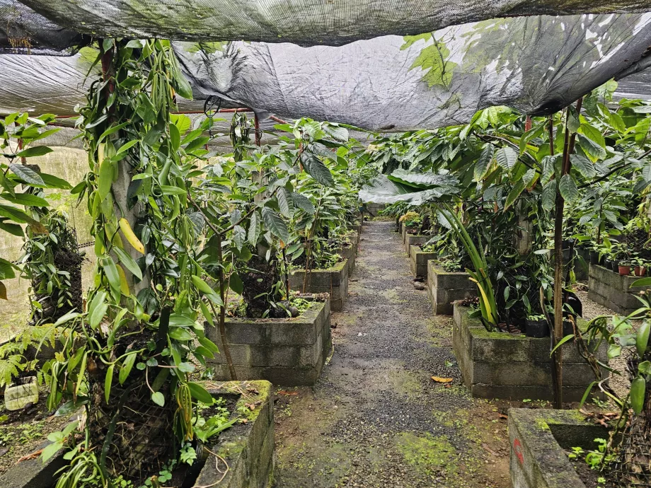 Plantation Vanille