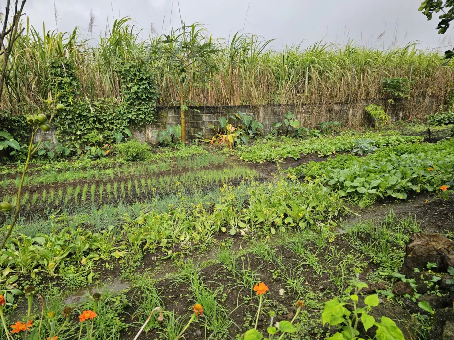 Plantation Vanille