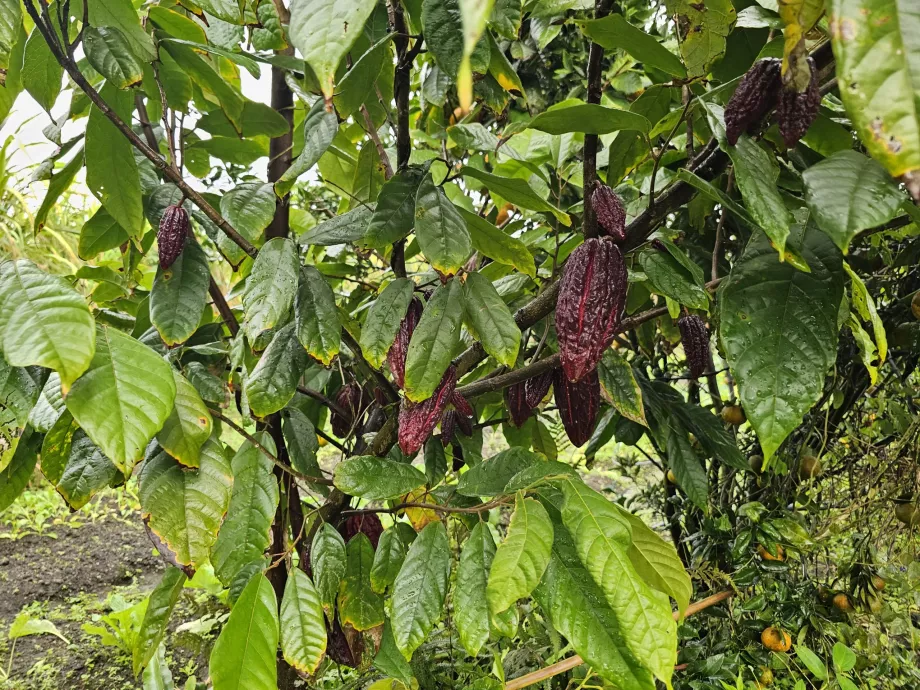 Plantation Vanille