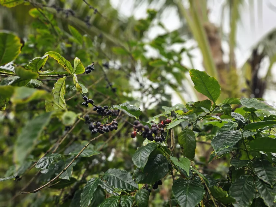 Coffee in Plantation Vanille