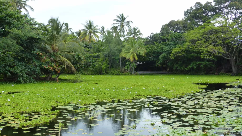 Water lily pond