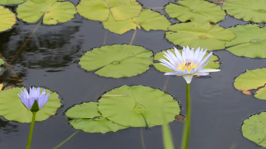 Water lily pond