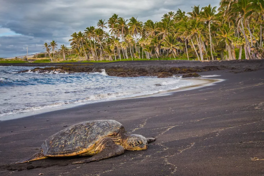 Turtles on Punaluu Beach