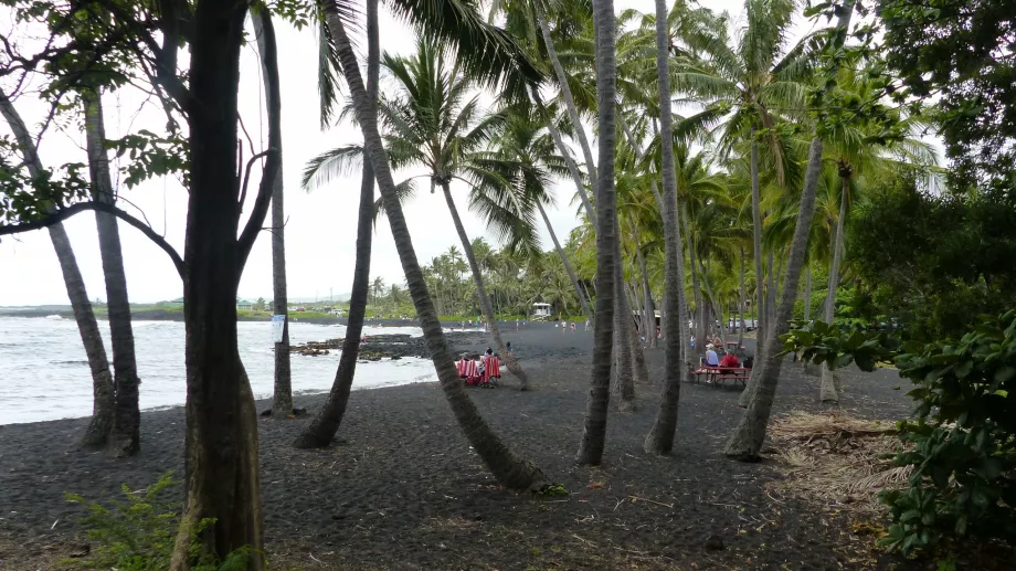 Palm grove on Punaluu Beach
