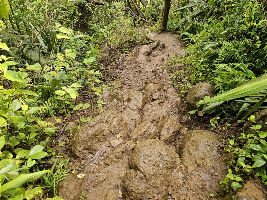 Trail to 7 Cascades
