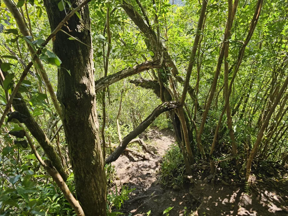 Trail to 7 Cascades