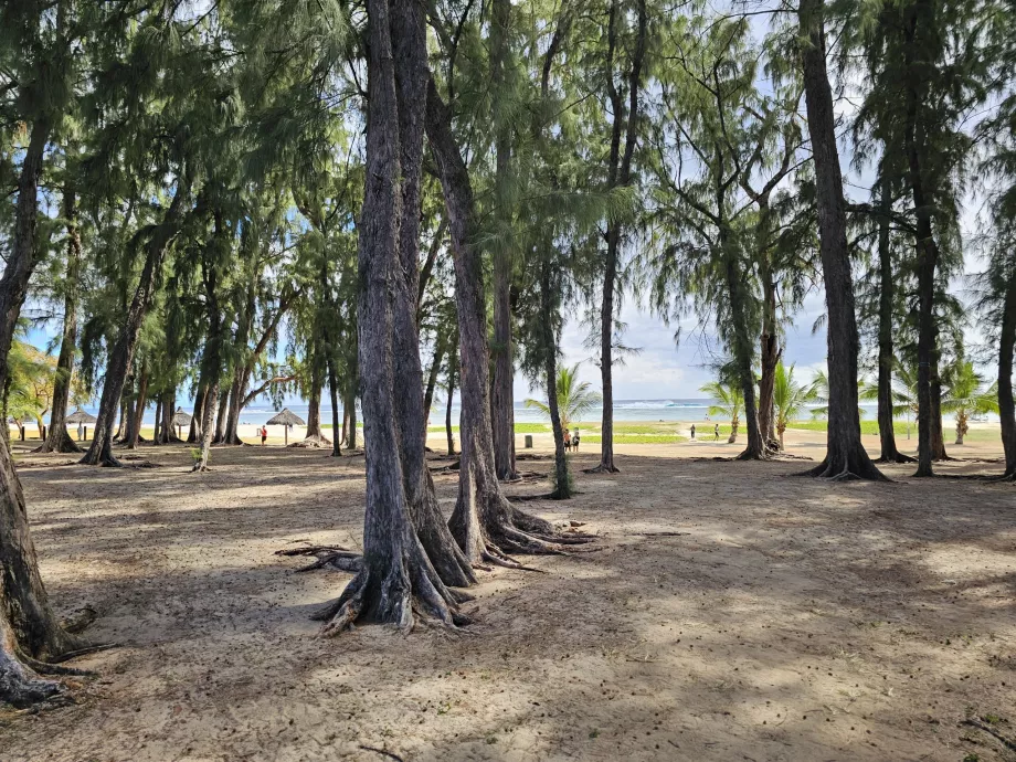 Park at Flic en Flac beach