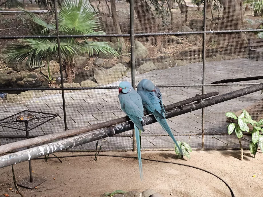 Casela Zoo