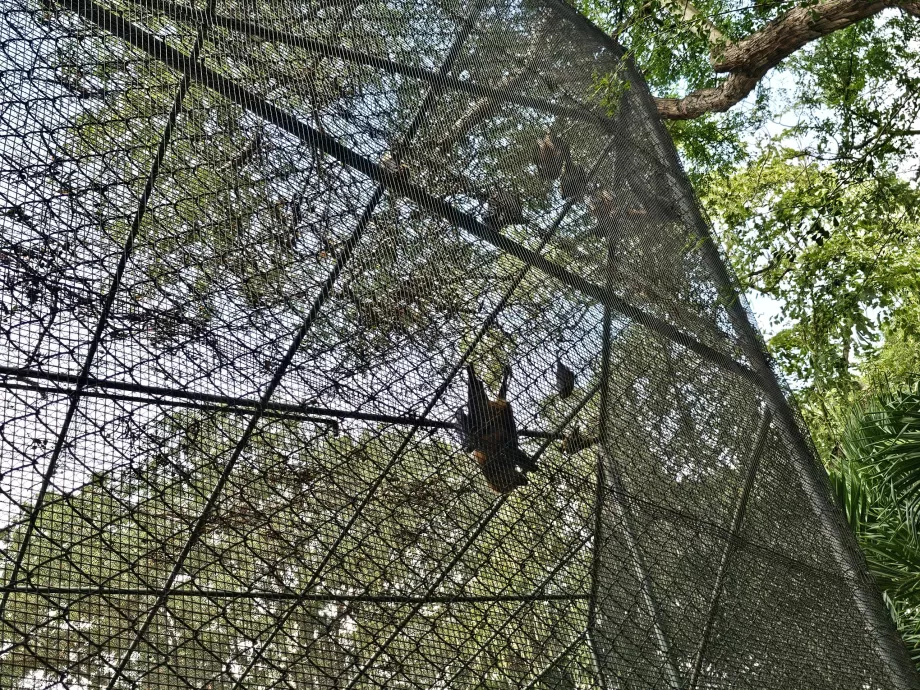 Bats at Casela Zoo