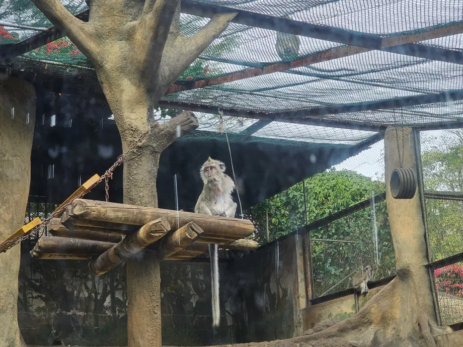 Monkeys at Casela Zoo