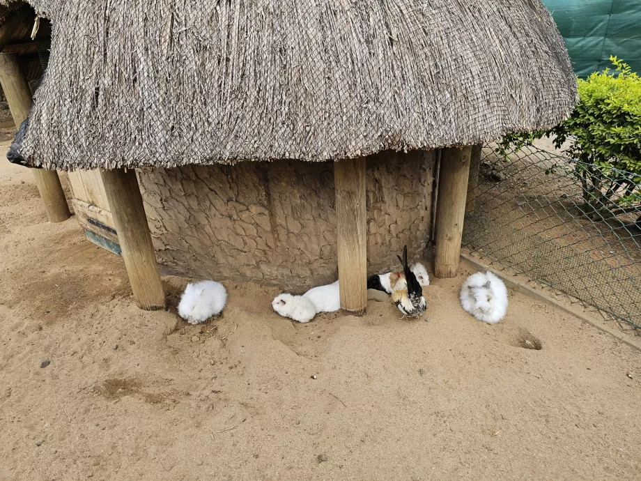 Rabbits at Casela Zoo