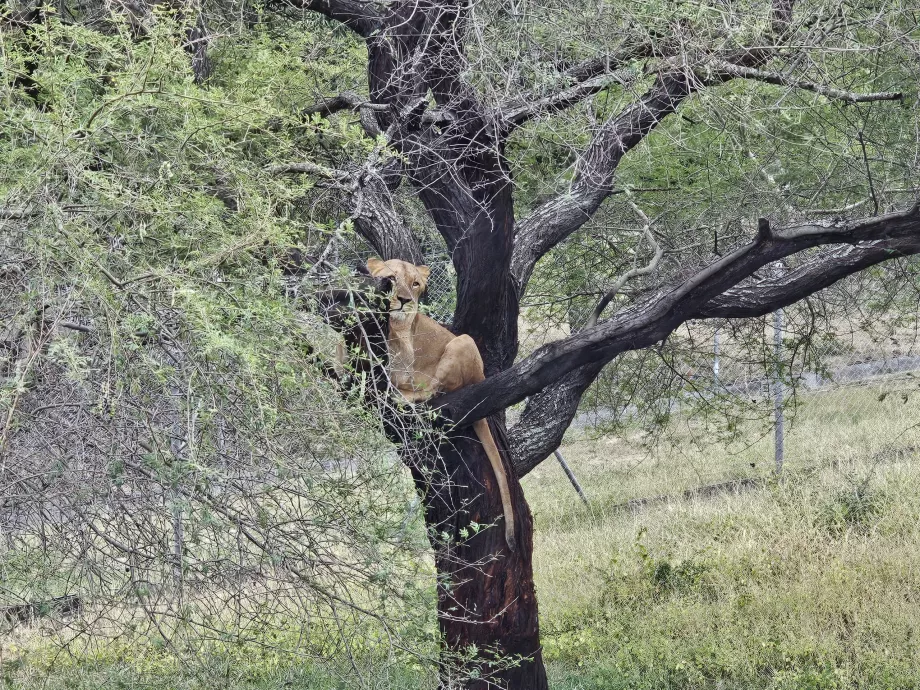 Lionesses in Casela Zoo