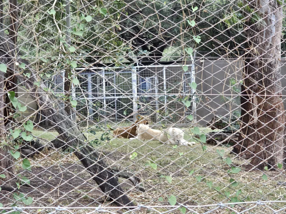 Lions at Casela Zoo
