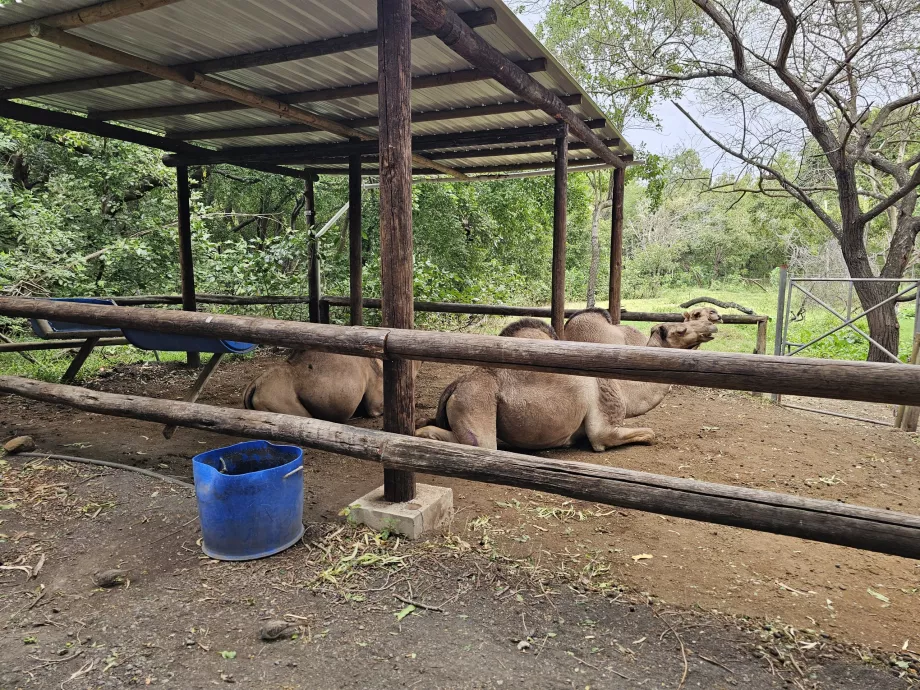 Camels at Casela Zoo